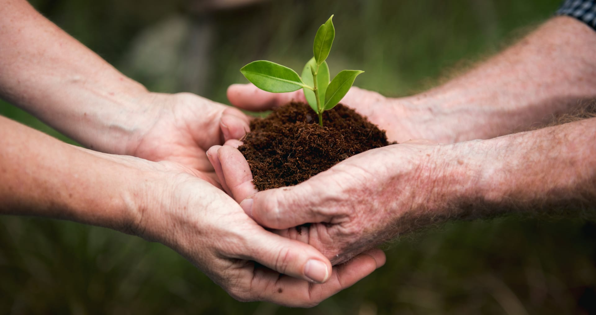 Two pairs of hands holding a sapling with dirt